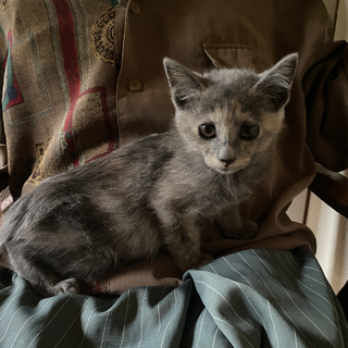 グレーサビの保護猫里親募集情報 :: ペットのおうち【里親決定30万頭！】