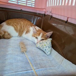 保護猫の譲渡会