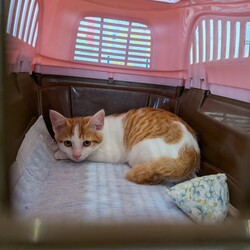 保護猫の譲渡会