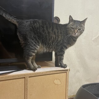 大人しい猫ちゃんの里親募集中です