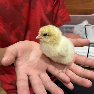 産まれたばかりのピヨちゃんの里親になって下さい