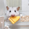 うにわ