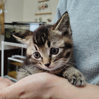 子猫3ヶ月（オス）里親募集