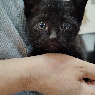 黒猫子猫オス4ヶ月の里親募集