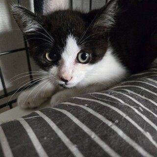 かわいい子猫、夏ちゃん！
