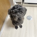 人懐っこいマルックスの男の子 同時掲載中
