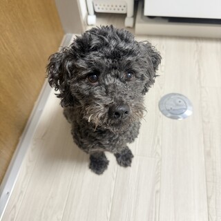 人懐っこいマルックスの男の子 同時掲載中