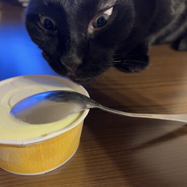 アイスが食べたいネッコ