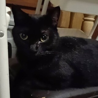 ミックス　母猫　黒猫　5歳