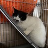 人馴れ修行得意の方にお迎え頂きたいです(><)!! サムネイル3