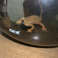 アカハライモリ