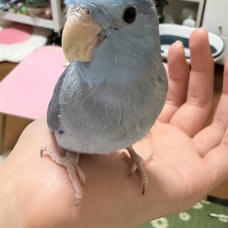 マメルリハ コバルトブルーの男の子