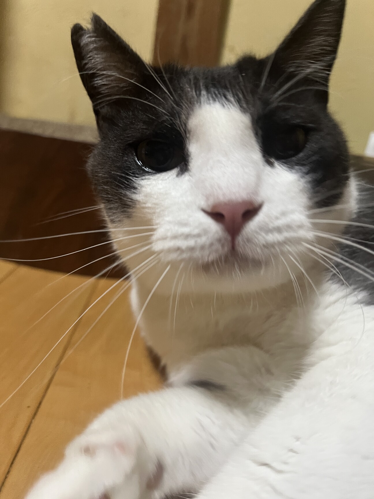 わがままボディのおむすびくんの写真