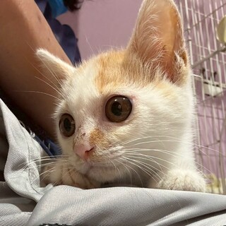 慎重なこっそり男子　オルフェ君
