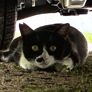 人も猫も大好きちょび君♂一才3ヶ月去勢済み