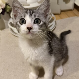 甘えん坊のふわふわ