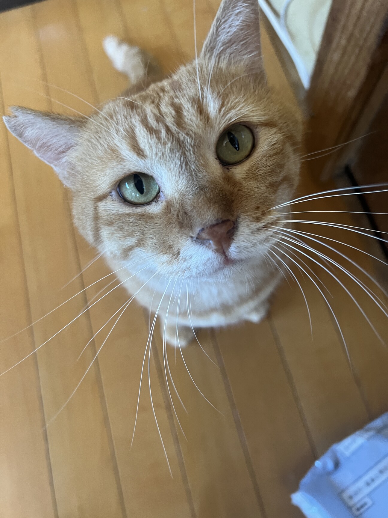 困り顔のうたくんの写真