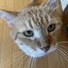困り顔のうたくん サムネイル2