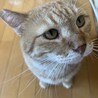 困り顔のうたくん サムネイル4
