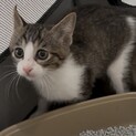 フラン：甘えん坊なキジ白の子猫ちゃん。