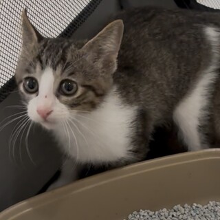 (ΦωΦ)生後３週間メメちゃん(ΦωΦ)♥ベビー仔猫・里親様募集♥猫 保護猫の里親募集情報 :: ペットのおうち【里親決定30万頭！】