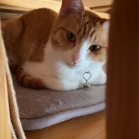 あんず