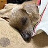おっぽたん
