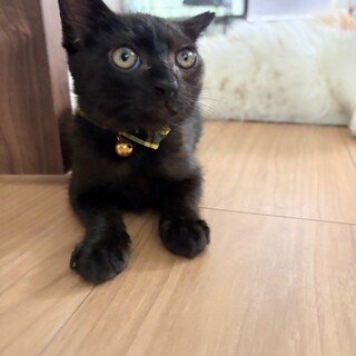 かわいいナイトくん❣️