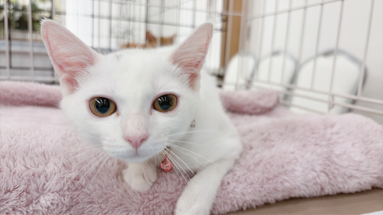 遊びが大好きで真っ白なあやめちゃん サムネイル1