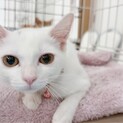 遊びが大好きで真っ白なあやめちゃん