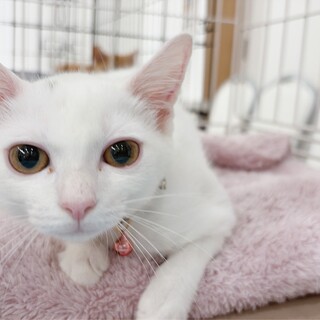遊びが大好きで真っ白なあやめちゃん