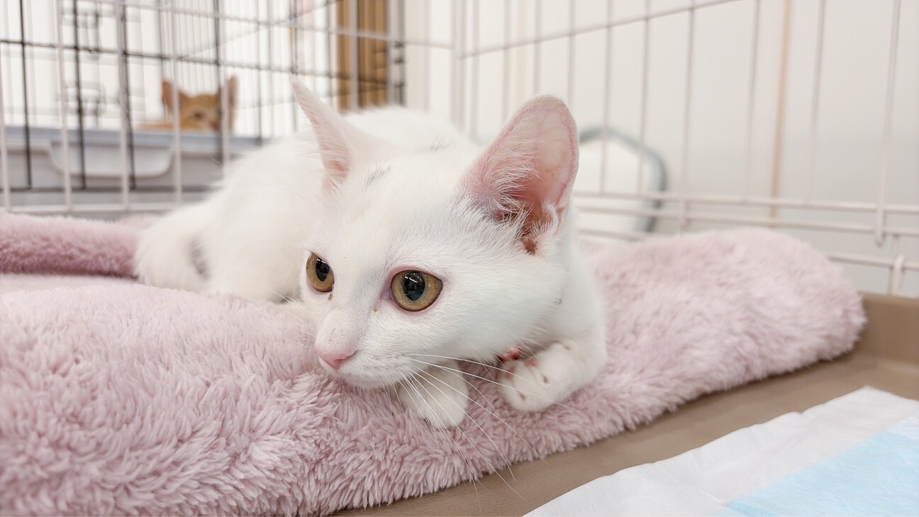 遊びが大好きで真っ白なあやめちゃん サムネイル3