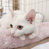 遊びが大好きで真っ白なあやめちゃん サムネイル3