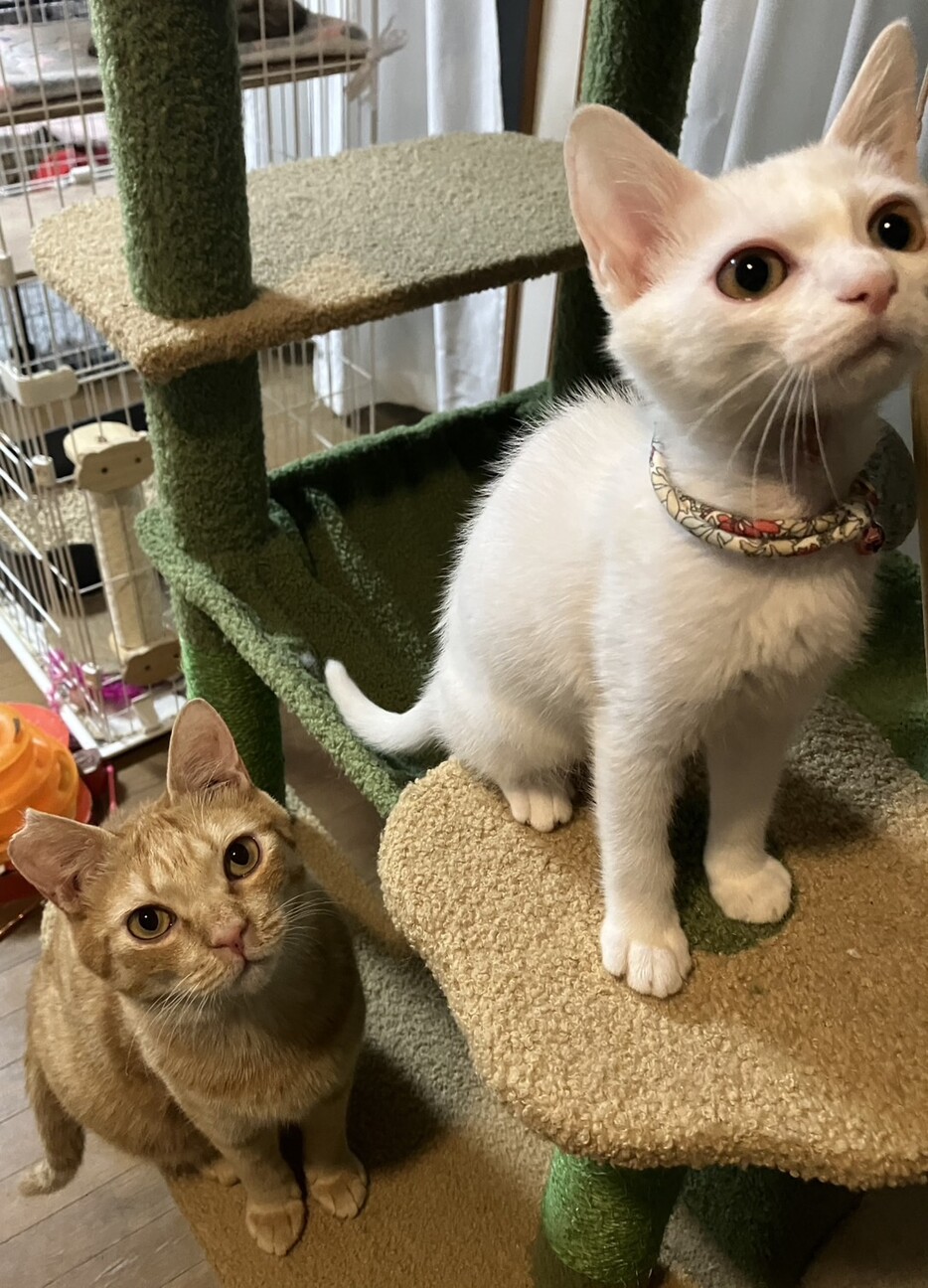遊びが大好きで真っ白なあやめちゃん サムネイル2