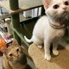 遊びが大好きで真っ白なあやめちゃん サムネイル2
