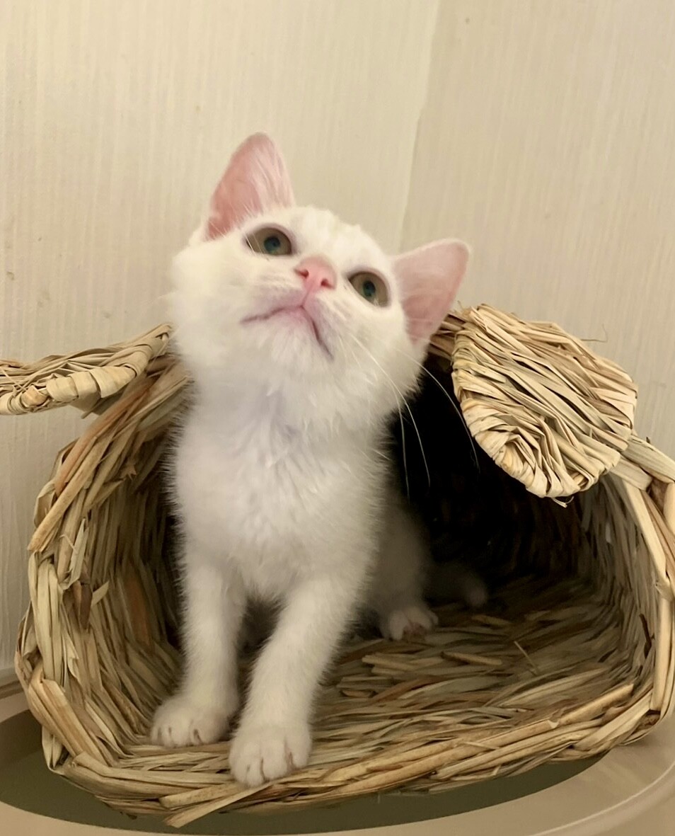 遊びが大好きで真っ白なあやめちゃん サムネイル6