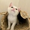 遊びが大好きで真っ白なあやめちゃん サムネイル6
