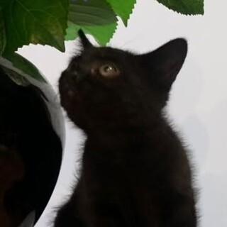 雨の日にレスキューされた猫