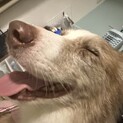 決まりそうなので終了：レッドマールのボーダーコリー