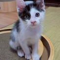 シュー♂