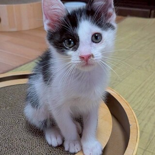 シュー♂