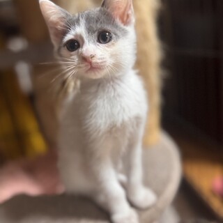 ムース♂