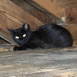 黒猫　女の子　ケガ治療しました　いじめがある為募集