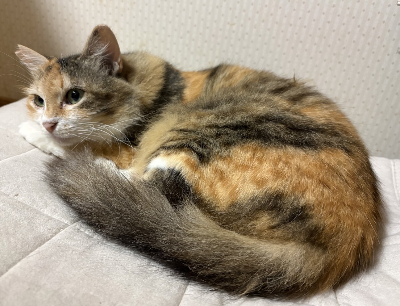 三毛ページ ふわふわ毛長の三毛猫☆柚」愛知県 - 猫の里親募集(545037) 4枚目の