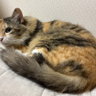 ふわふわ毛長の三毛猫☆柚子ちゃん