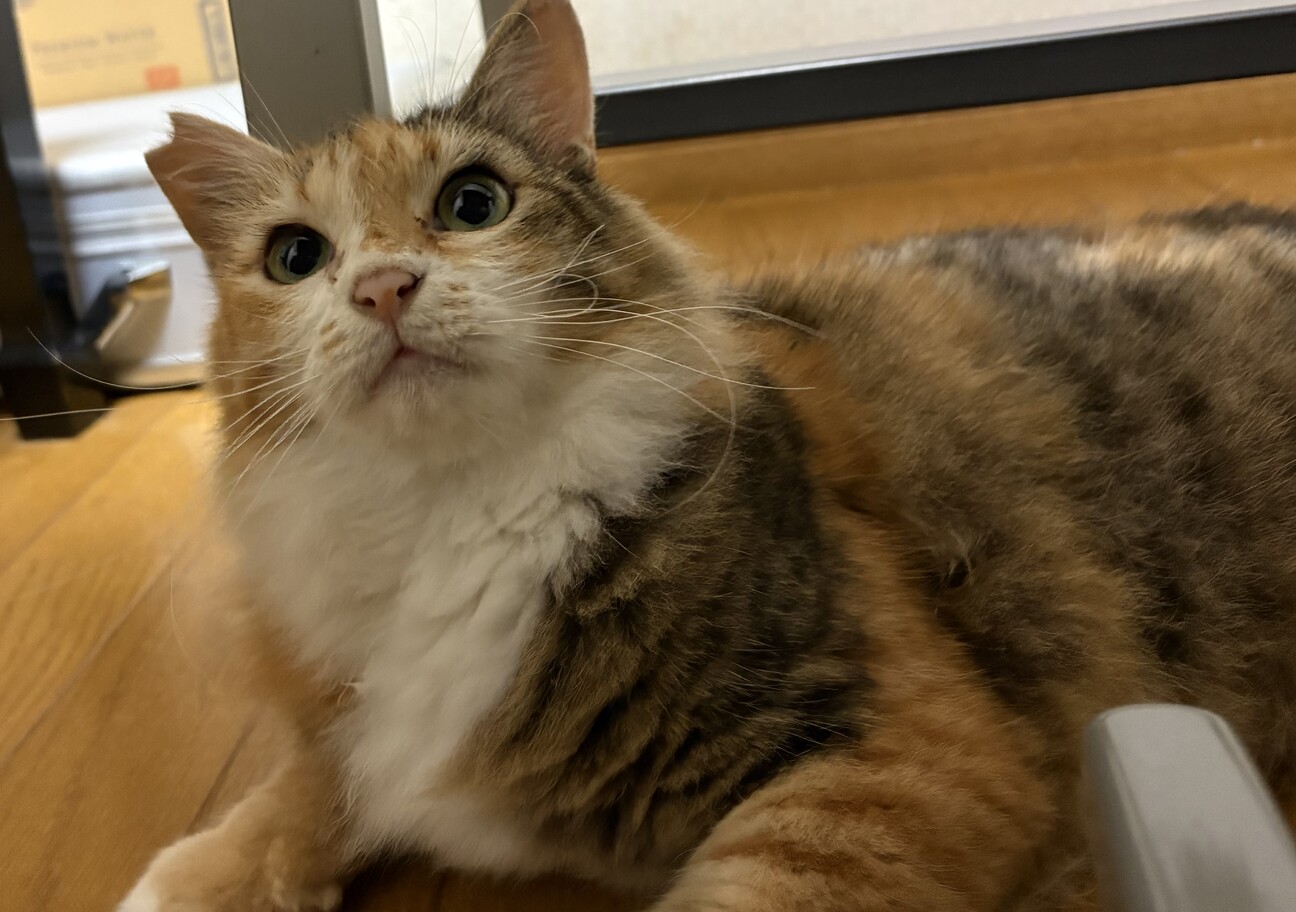 ふわふわ毛長の三毛猫☆柚」愛知県 - 猫の里親募集(545037) 4枚目の