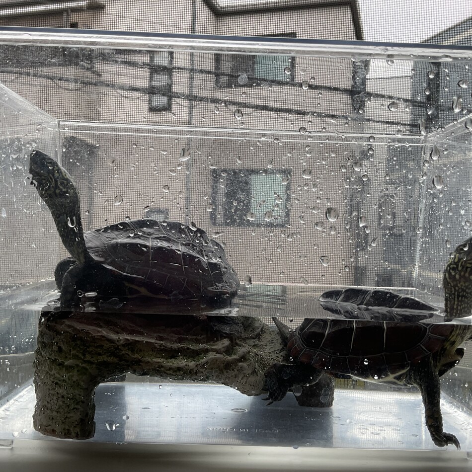 三条四条のカバー写真