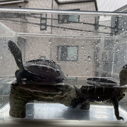 今日も元気