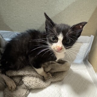 生後約1ヶ月の白黒子猫ちゃん