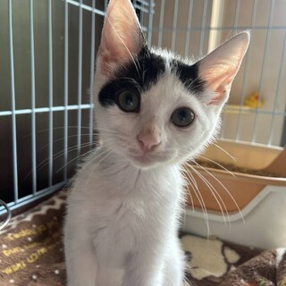 譲渡会参加　ハチワレちゃん